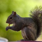 Fan of French fries